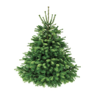 Sapin Beaumier Premium