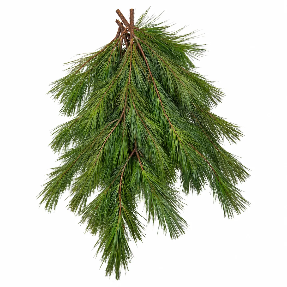 Paquet de branches de pin naturel fraîchement coupées