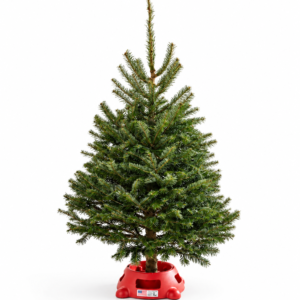 Sapin Table Top