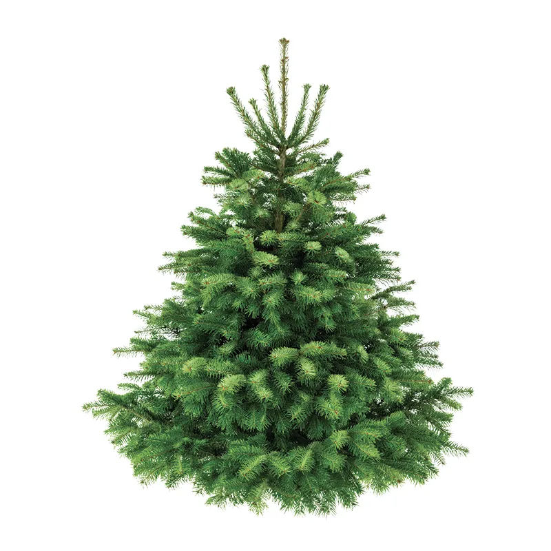 Sapin baumier frais coupé à vendre chez Sapins Stoneham