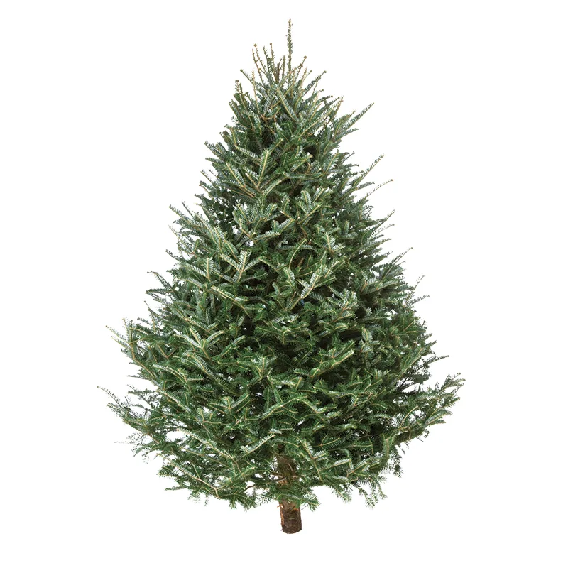 Sapin Fraser à la teinte bleutée vendu chez Sapins Stoneham