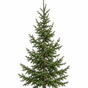 Sapin sauvageon naturel, branches espacées, poussé en forêt à Stoneham