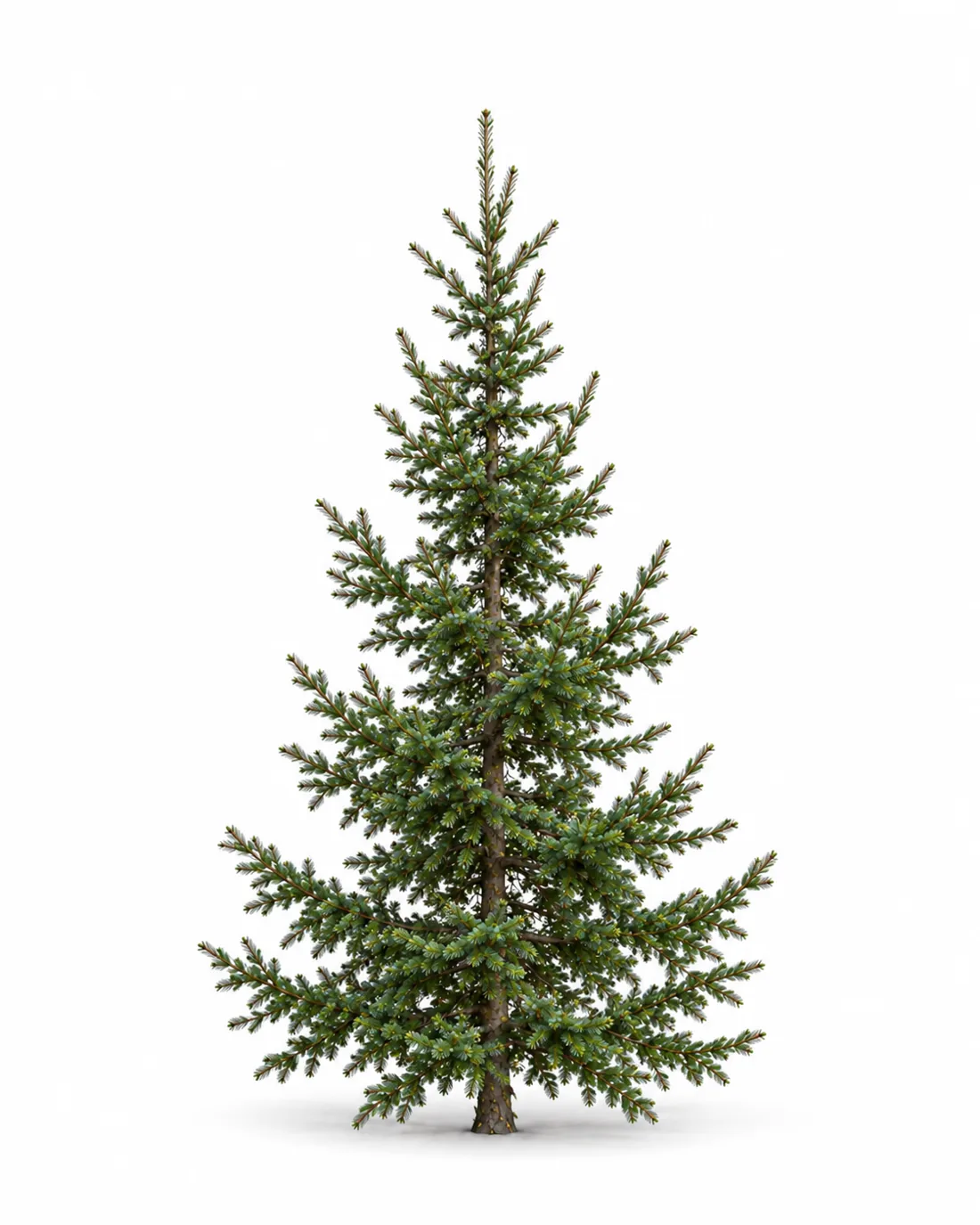 Sapin sauvageon naturel, branches espacées, poussé en forêt à Stoneham